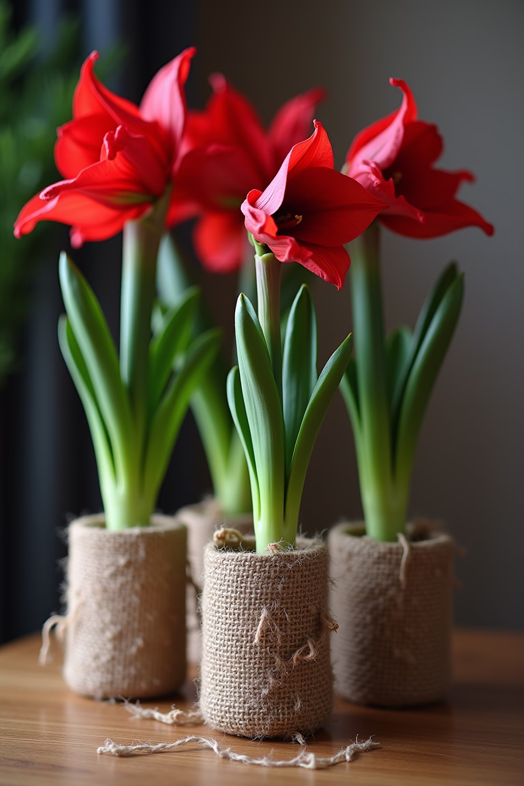 amarilis deko weihnachten outline 7